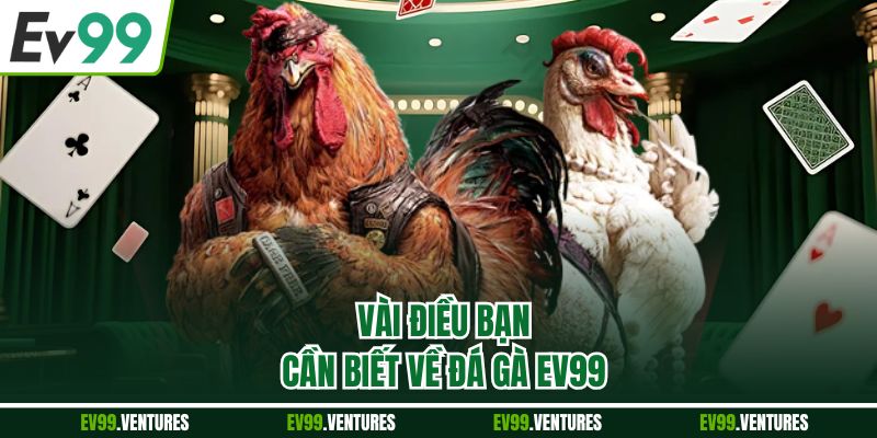 Vài điều bạn cần biết về đá gà EV99
